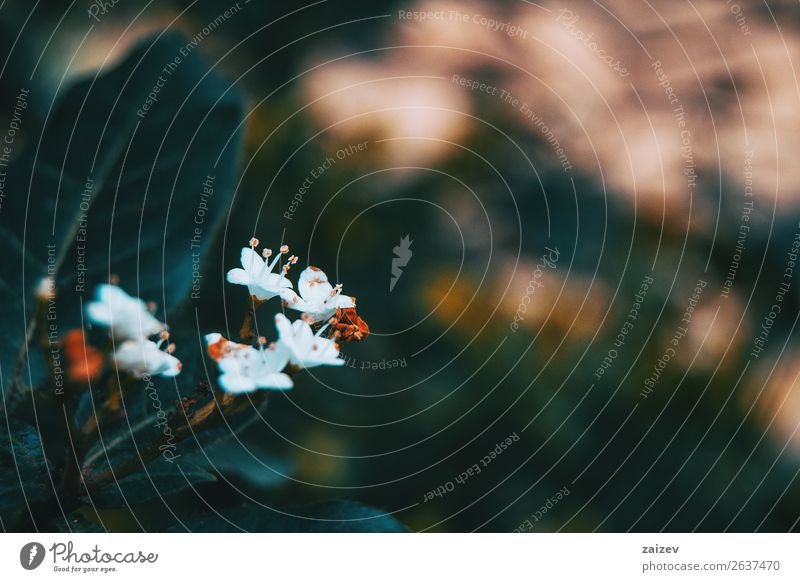 Close-up of small white flowers of viburnum tinus in nature Medication Garden Decoration Environment Nature Plant Spring Flower Bushes Leaf Blossom Park Dark