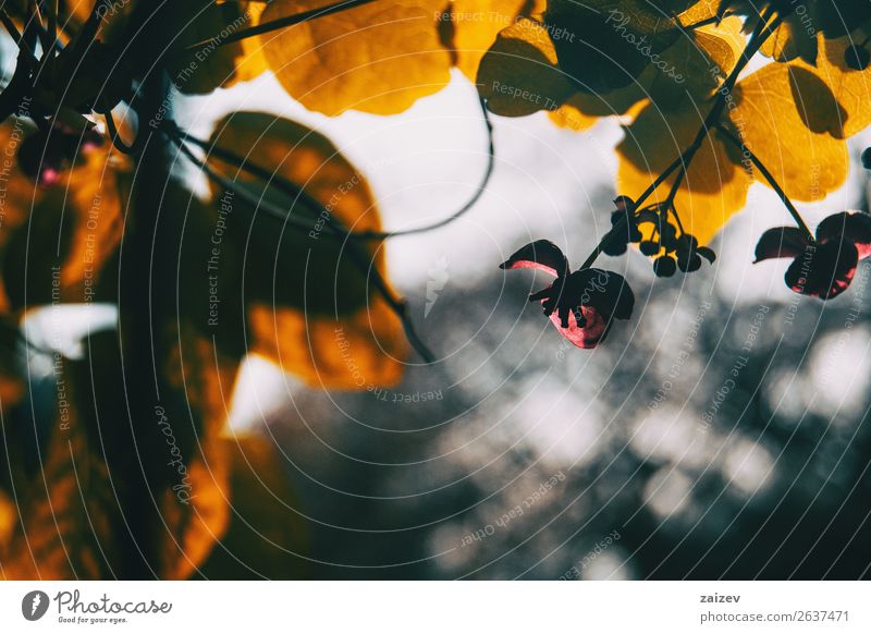 Close-up of silhouette at sunset of a flower of akebia quinata Vegetable Beautiful Fragrance Garden Climbing Mountaineering Nature Plant Flower Bushes Leaf