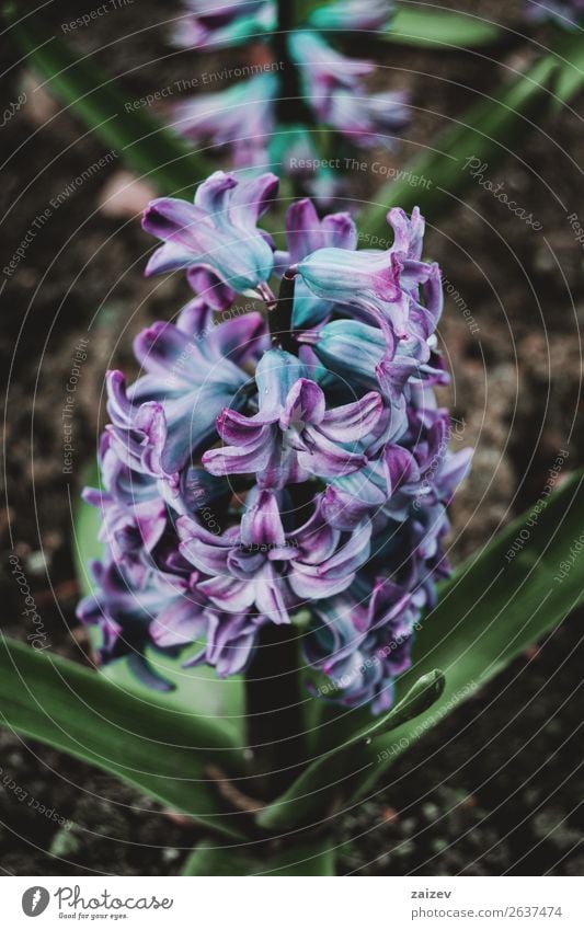 Close-up of an inflorescence of blue and lilac flowers of a hyacinthus orientalis Beautiful Summer Garden Decoration Gardening Nature Plant Spring Flower Leaf