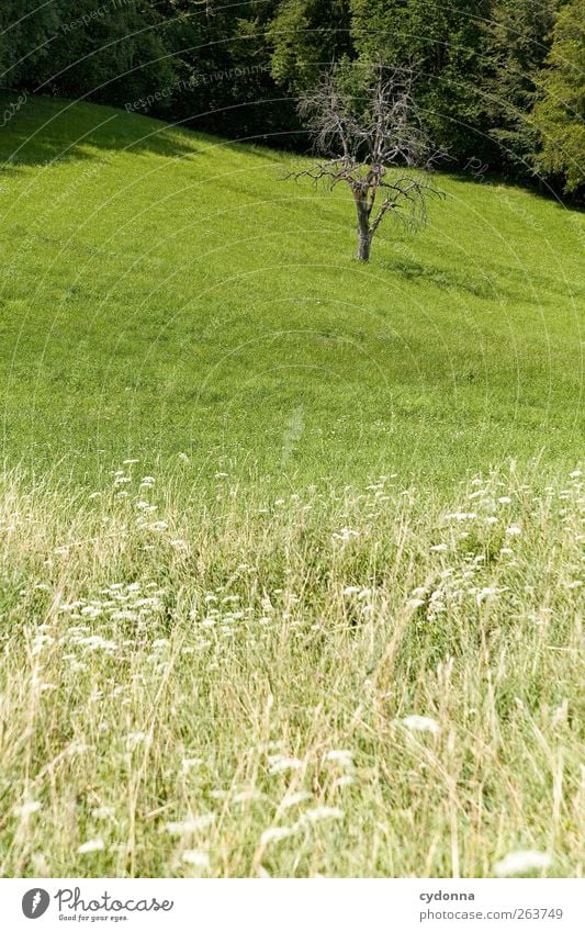 There's one left! Calm Environment Nature Landscape Spring Beautiful weather Tree Grass Meadow Esthetic Stagnating Change Growth Make green Colour photo