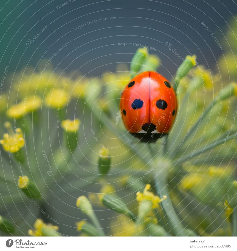 Good luck. Valentine's Day Mother's Day Environment Nature Summer Plant Flower Blossom Agricultural crop Dill blossom Apiaceae Garden Animal Beetle Insect