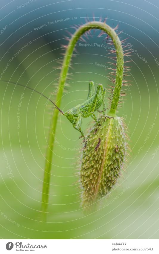 The jumper's waiting to change. Environment Nature Plant Animal Summer Climate Flower Blossom Wild plant Bud Corn poppy Field Insect Locust