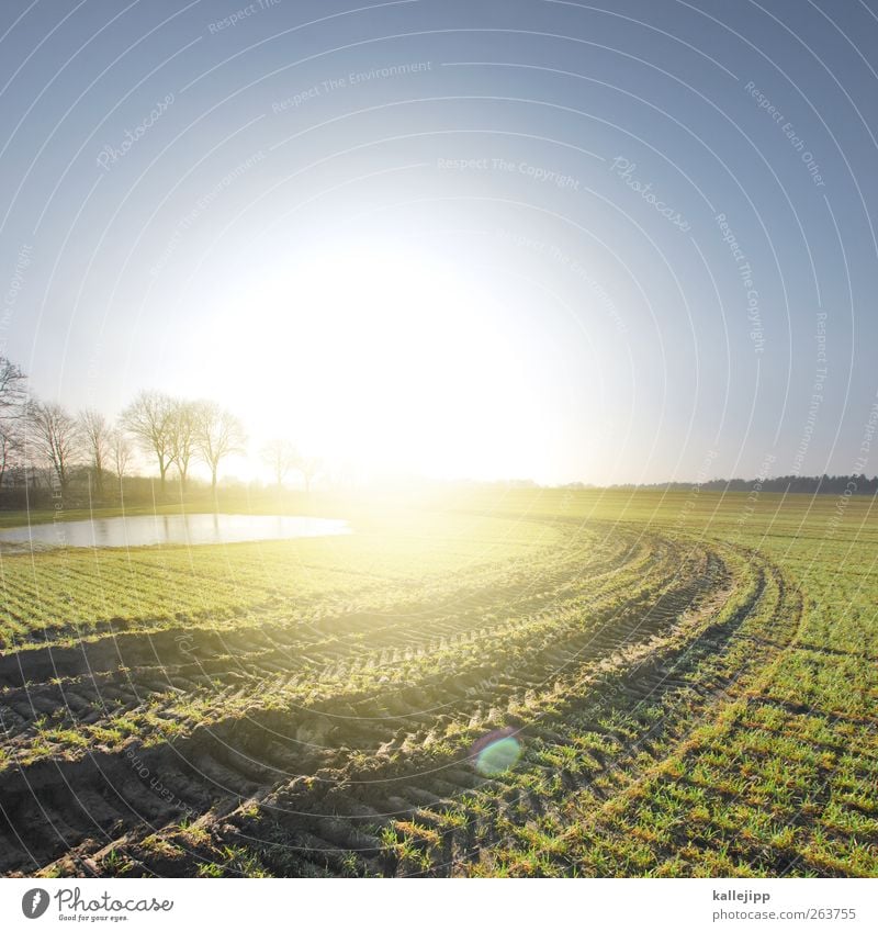 Trace of light Illuminate Agriculture Field Sunlight Furrow Tractor track Tree Lake Puddle Lanes & trails Curve Sunrise Economy Fertile Growth Growth-enhancing