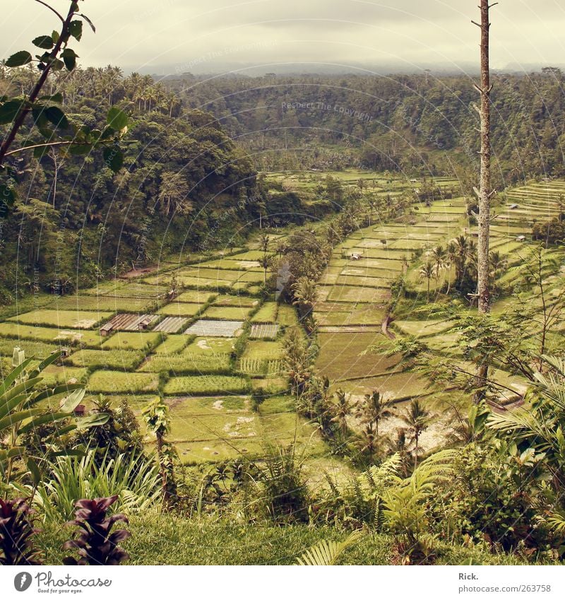 Balis rice paddies. Vacation & Travel Tourism Trip Adventure Far-off places Environment Nature Landscape Plant Elements Air Water Agricultural crop Exotic Field