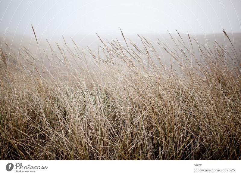 grass Summer Beach Ocean Island Environment Nature Landscape Plant Sky Weather Bad weather Wind Fog Grass Coast North Sea Baltic Sea Sylt Beach dune