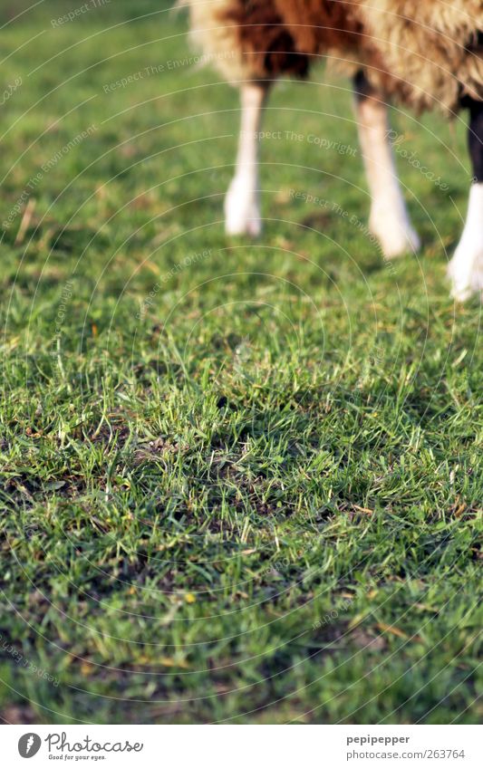 Lawn mower Grass Meadow Animal Farm animal Pelt Paw 1 Walking Brown Green Sheep Coat color Colour photo Exterior shot Deserted Day Blur Central perspective