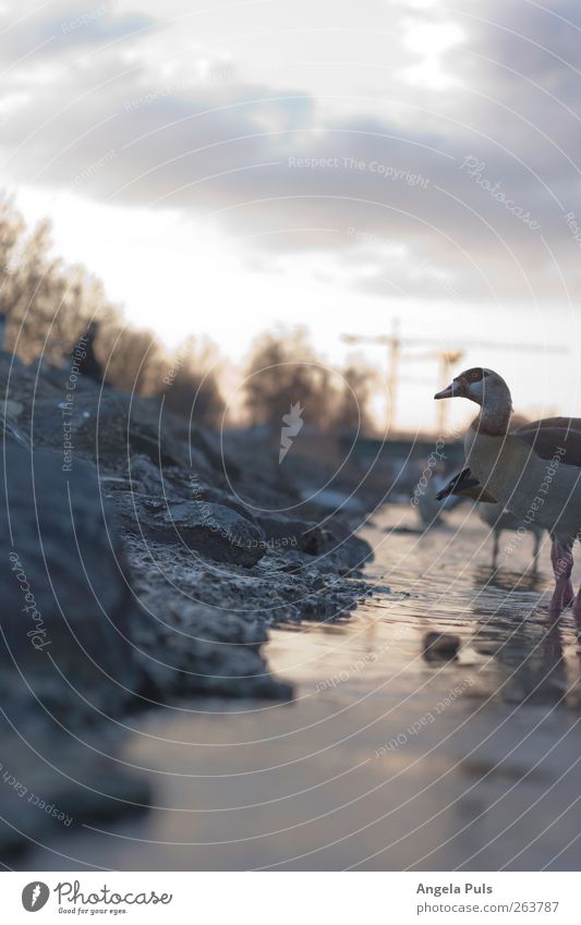 evening mood Environment Nature Animal Air Water Sky Clouds Sunrise Sunset Coast River bank Wild animal Goose 1 Emotions Contentment Love of animals Beautiful