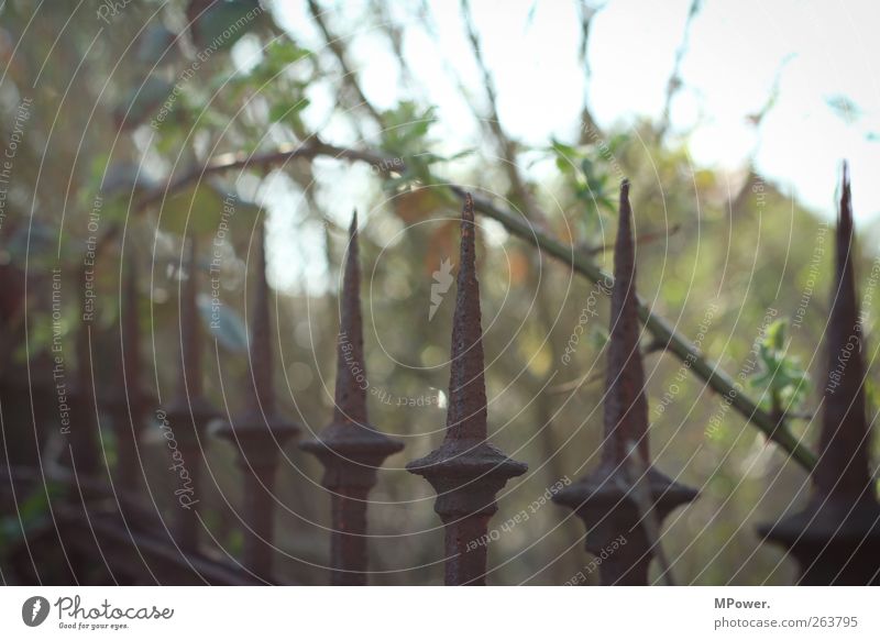 jagged jagged Old Fence Point Rust Prongs Branch Bushes Protection Safety Iron Metal Colour photo Subdued colour Close-up Deserted Copy Space top Day