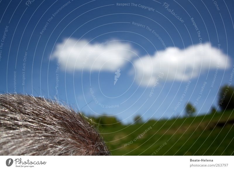 Thoughts are free Well-being Contentment Calm Hiking Head Hair and hairstyles Sky Clouds Sun Summer Beautiful weather Gray-haired Short-haired Blossoming Think