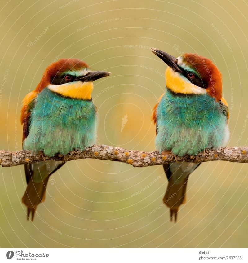 Couple of bee-eaters Exotic Beautiful Freedom Environment Nature Animal Park Bird Bee Love Small Wild Blue Yellow Green Red Colour Attachment wildlife colorful