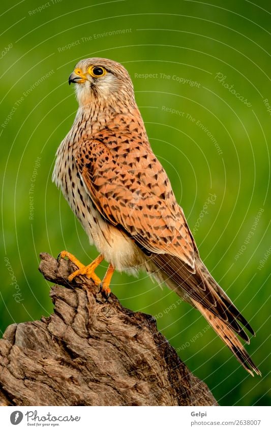 Beautiful profile of a kestrel in the nature Nature Animal Bird Observe Natural Wild Brown Green White Falcon Kestrel wildlife common raptor Prey falco