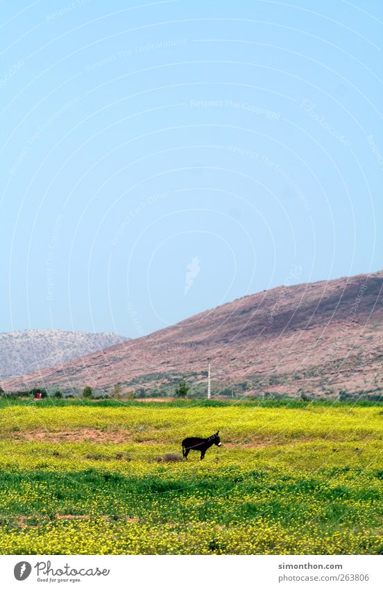 ass Farm animal Feeding Donkey Pasture Nature Morocco Africa Badlands Loneliness Travel photography Colour photo