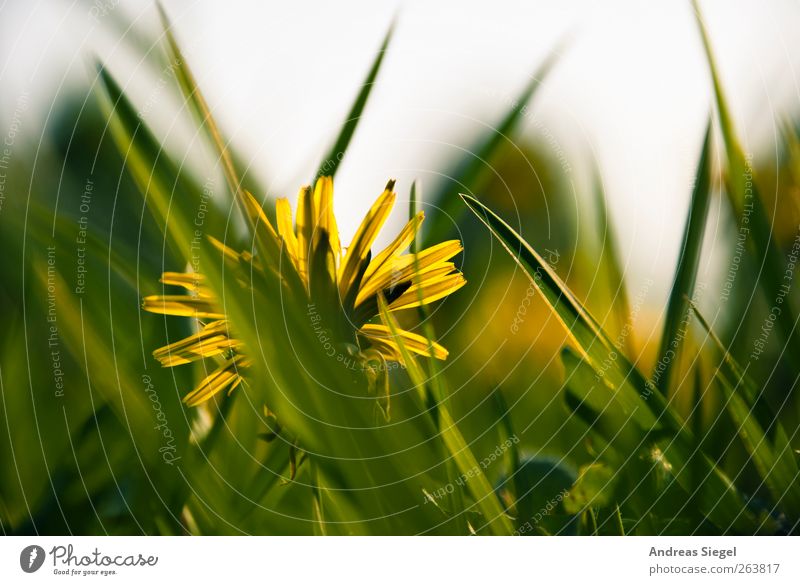 The lion's teeth Environment Nature Landscape Plant Spring Grass Foliage plant Dandelion Meadow Blossoming Simple Free Natural Point Yellow Green Contentment