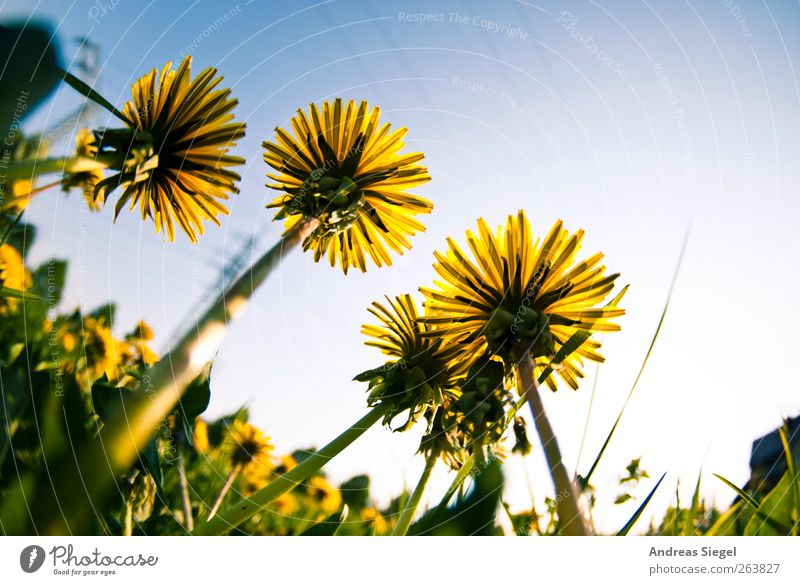 And if the umbrella doesn't open... Harmonious Contentment Relaxation Calm Fragrance Environment Nature Landscape Plant Cloudless sky Spring Beautiful weather