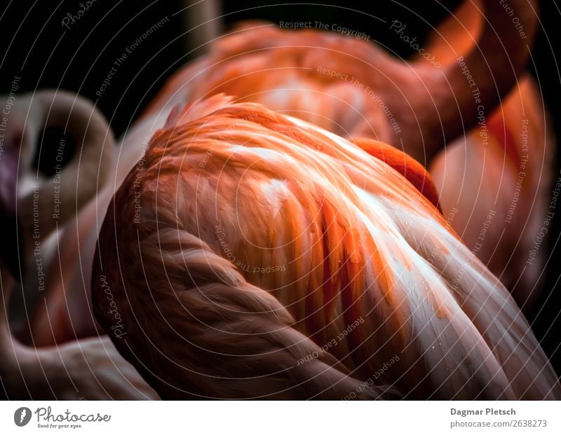 Tink Pink II Animal Wild animal Flamingo Wing Feather Group of animals Exceptional Elegant Fantastic Orange Black White Emotions Together Beautiful Esthetic