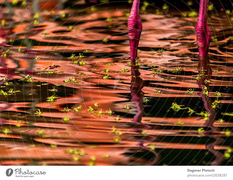 think pink Animal Water Leaf Island Lake Bird Flamingo Swimming & Bathing Exceptional Green Pink Waves Bud Legs Colour photo Exterior shot Experimental Deserted