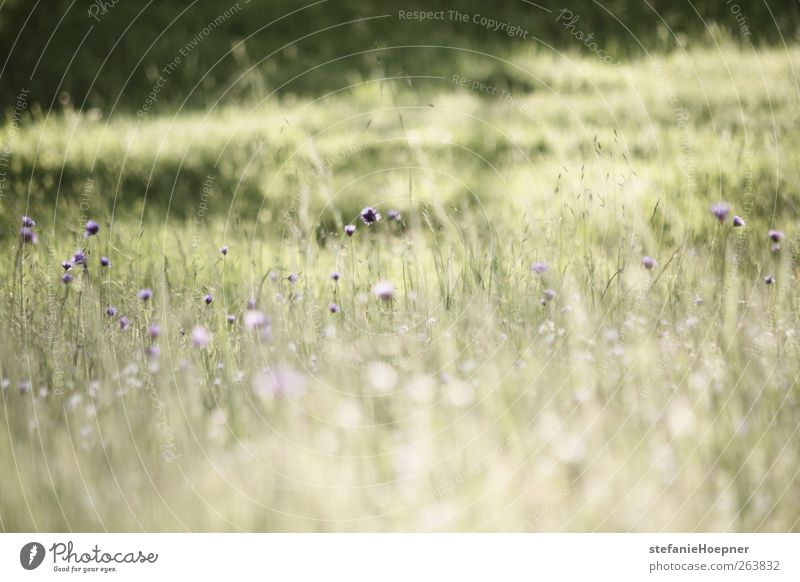 spring colors Harmonious Environment Nature Plant Spring Beautiful weather Flower Meadow Blossoming Hiking Green Violet Joie de vivre (Vitality) Spring fever