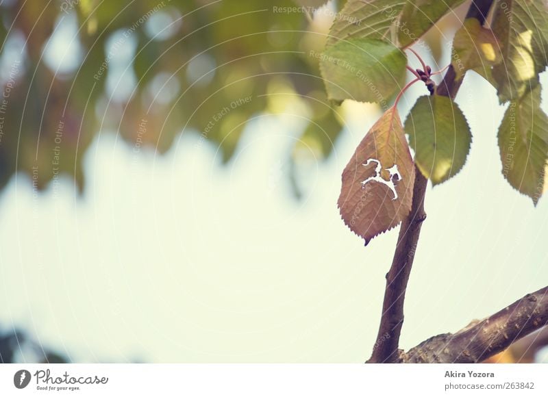 :( Nature Sunlight Summer Autumn Beautiful weather Tree Leaf Garden Old Hang Sadness To dry up Together Blue Brown Green Grief Apocalyptic sentiment Decline