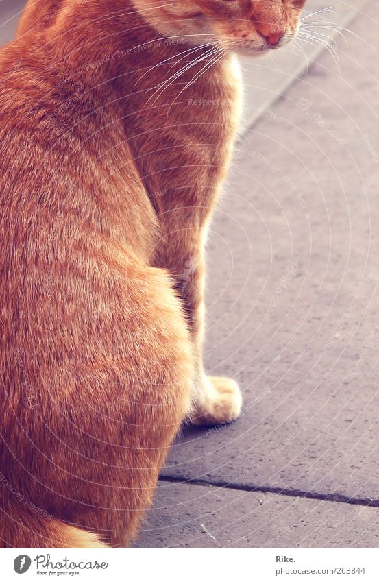 Silhouette. Pet Cat 1 Animal Observe Sit Threat Beautiful Near Soft Red Calm Loneliness Street Pelt Paw Whisker Cute Colour photo Exterior shot Deserted