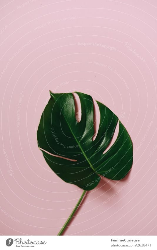 Stem and leaf of a monstera plant on a pink background Lifestyle Nature Creativity Design Pink Green Monstera Plant Part of the plant Foliage plant Paper