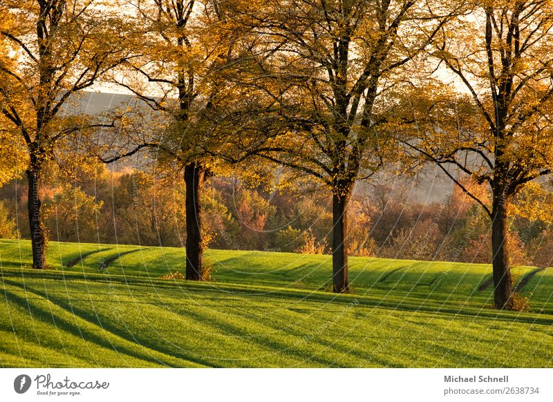 Four trees Environment Nature Plant Autumn Tree Field Esthetic Together Beautiful Natural Brown Multicoloured Green Friendship Attachment Colour photo