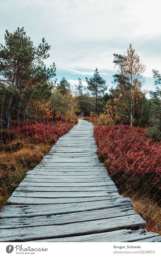 autumn paths Nature Landscape Plant Animal Sky Clouds Autumn Weather Tree Bushes Forest Yellow Green Red Rhön Bog Woodway biosphere reserve Colour photo