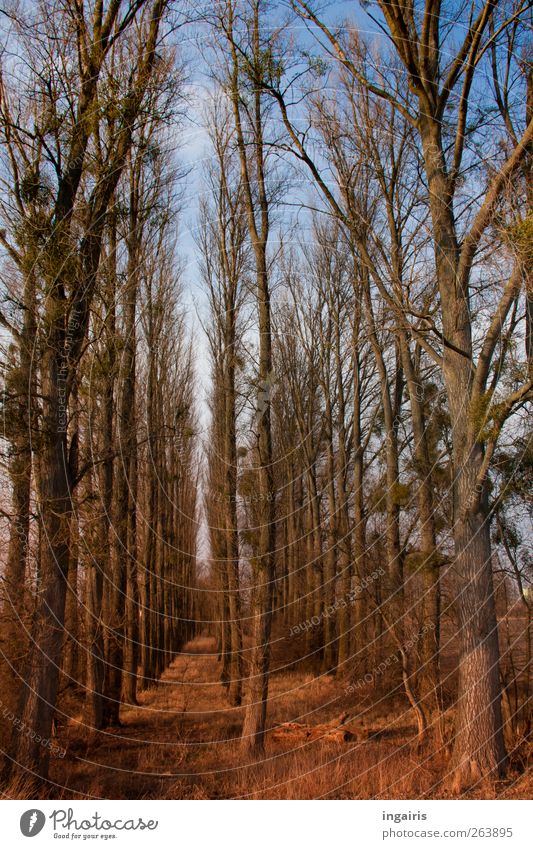 Rows of poplars Nature Landscape Plant Sky Cloudless sky Autumn Winter Climate Tree Grass Leaf host plant Forest Rhine plain Relaxation Growth Natural Blue