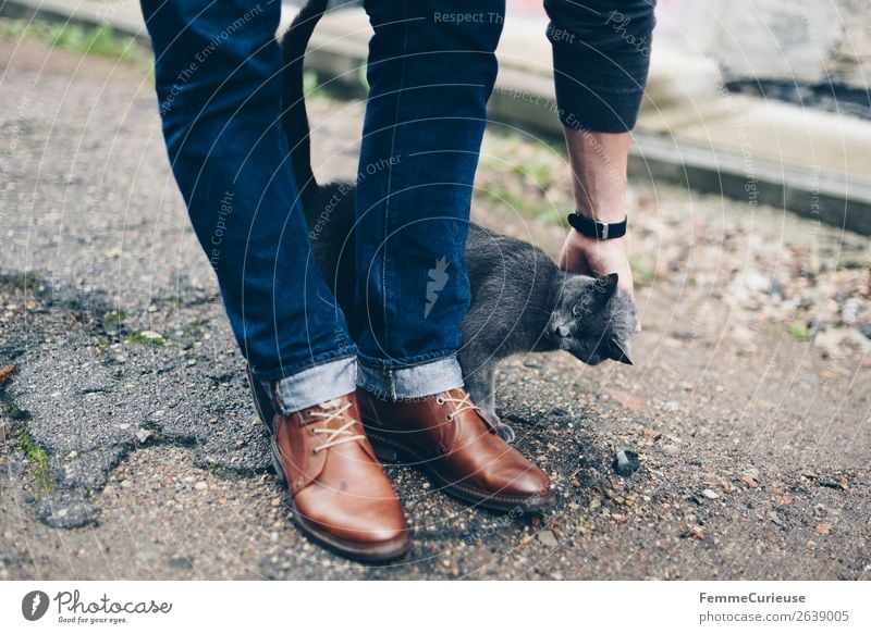 Grey cat snuggeling with a person's legs Masculine Young man Youth (Young adults) Man Adults 1 Human being Animal Pet Cat Communicate Affection Cuddling