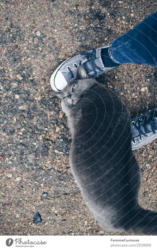 Grey cat snuggeling with a person's legs 1 Human being Animal Pet Cat Relationship Communicate Contact Contact person Cuddly Friction Domestic cat Gray Eyes