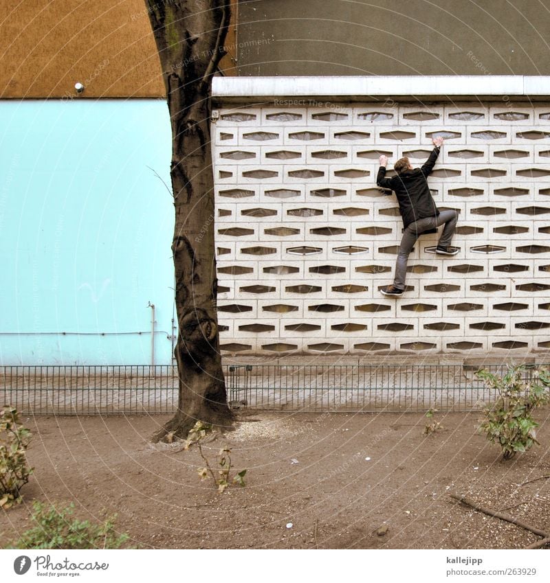 creeper Wall (barrier) Wall (building) Facade Window Crawl Climbing Honeycomb pattern Colour photo Exterior shot Day Light Shadow Contrast Upper body Otherwise