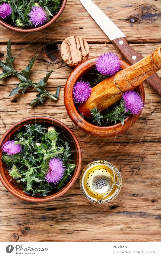 Natural herbs medicine flower plant nature herbal natural Onopordum herbalism thistle thorn healthy purple blossom herbalist alternative mortar wild weed leaf