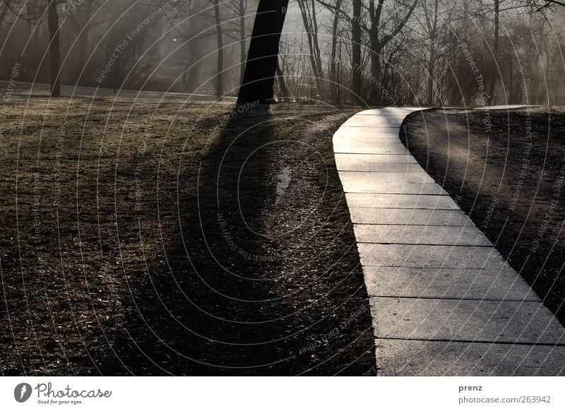 I'm going my way Environment Nature Tree Park Lanes & trails Brown Gray Shadow play Paving tiles Colour photo Exterior shot Copy Space left Morning Light