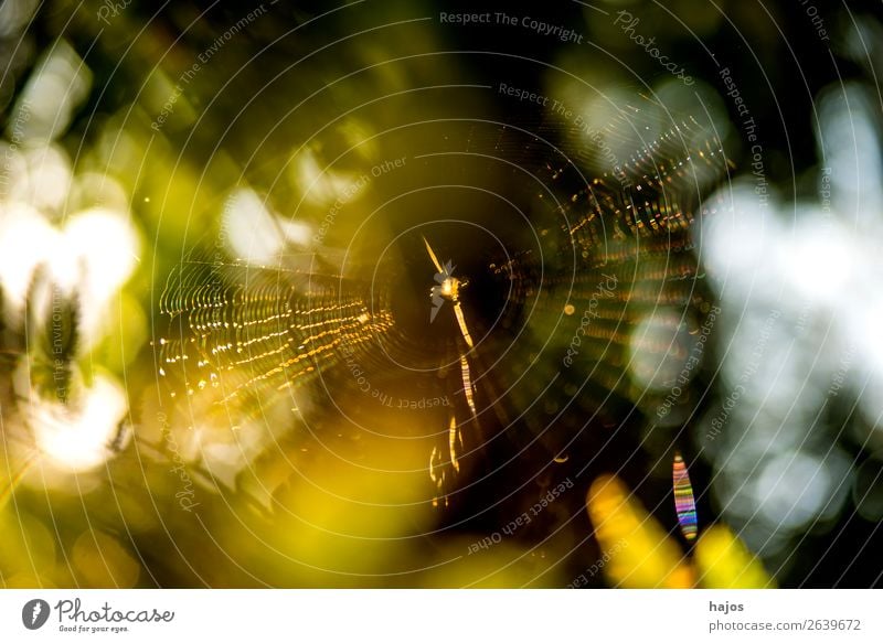 Spider's web in autumn against the light Internet Animal Gold Green White Excursion City wheel spider Back-light Autumn Yellow leu Poland fauna Colour photo