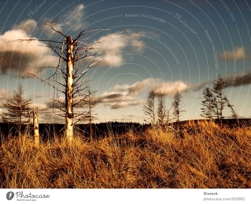 Triste desolation Environment Nature Landscape Drought Tree Bushes Hill Scotland Europe Outskirts Thorny Gloomy Dry Wild Blue Brown Climate Colour photo