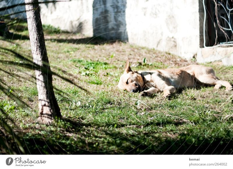 tired Environment Spring Summer Beautiful weather Plant Grass Foliage plant Tree trunk Park Animal Pet Dog Pelt 1 Lie Sleep Break Siesta Street dog Colour photo