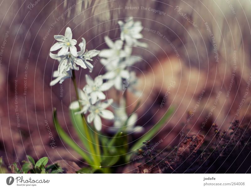 one sunshine, two sunshine... Environment Nature Plant Sun Spring Beautiful weather Flower White Blossoming Star (Symbol) Hyacinthus spring bloomers