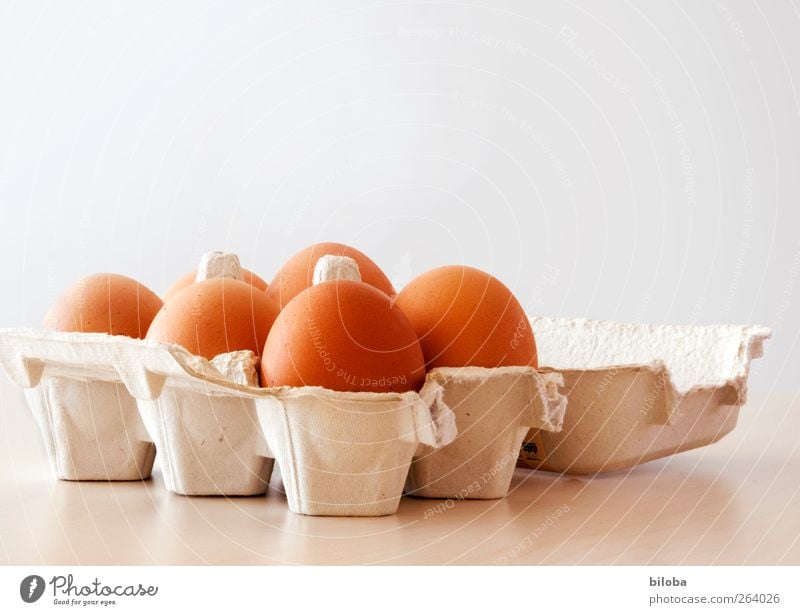 Time to dye eggs Egg Easter egg 6 Organic produce Brown White Colour photo Interior shot Deserted Copy Space top Neutral Background