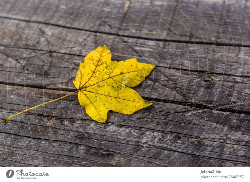 Yellow leaf on the wooden board Design Decoration Wallpaper Environment Nature Plant Autumn Tree Leaf Forest Collection Wood Rust Old Bright Natural Brown Gold