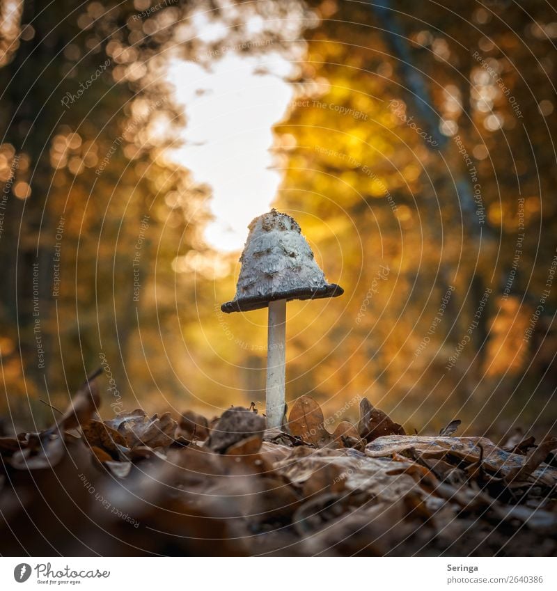 Tintling all alone, in the middle of the forest road. Nature Plant Sun Sunrise Sunset Sunlight Autumn Tree Flower Moss Leaf Heathland Growth Shaggy mane