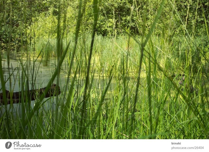 reed Pond Common Reed Footbridge