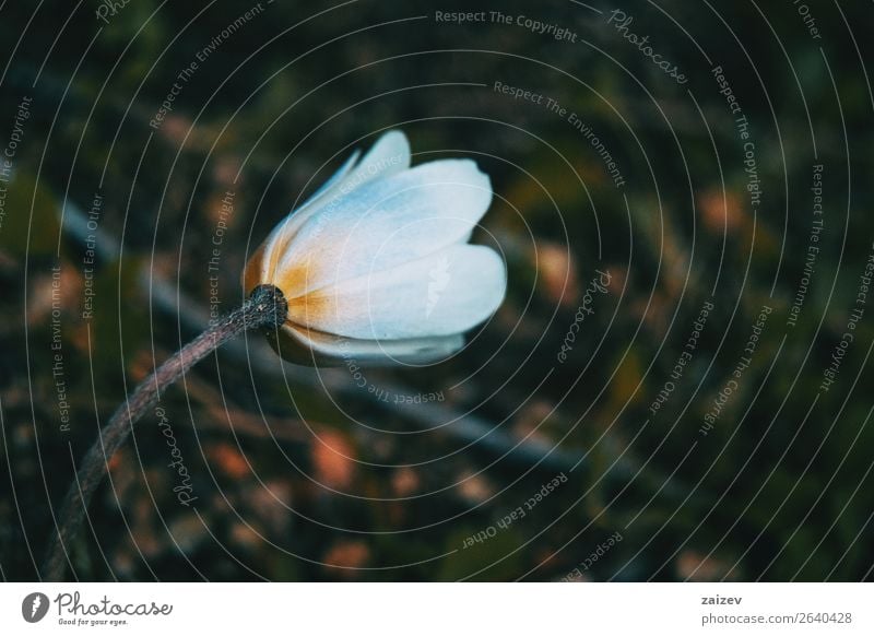 close-up of a white and isolated anemone nemorosa flower with green leaves background Beautiful Summer Garden Nature Landscape Plant Spring Flower Blossom