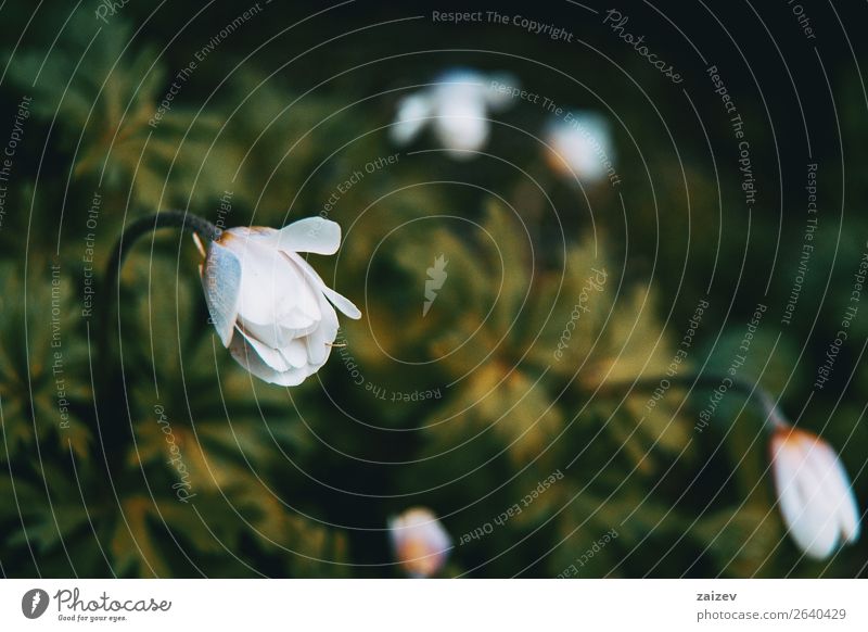 close-up of a white and isolated anemone nemorosa flower with green leaves background Beautiful Summer Garden Nature Landscape Plant Spring Flower Blossom