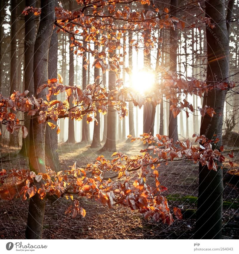 grove Environment Nature Landscape Plant Sun Sunrise Sunset Spring Autumn Beautiful weather Tree Leaf Tree trunk Forest Fresh Natural Brown Hope Colour photo