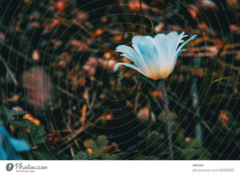 close-up of a white and isolated anemone nemorosa flower with green leaves background Beautiful Summer Garden Nature Landscape Plant Spring Flower Blossom