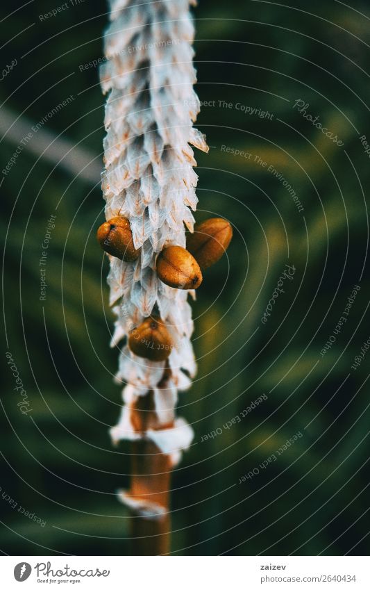 Details a white and dry flower Fruit Mountain Garden Environment Nature Flower Park Meadow Forest Dark Natural Blue Green White Colour Dried exterior field