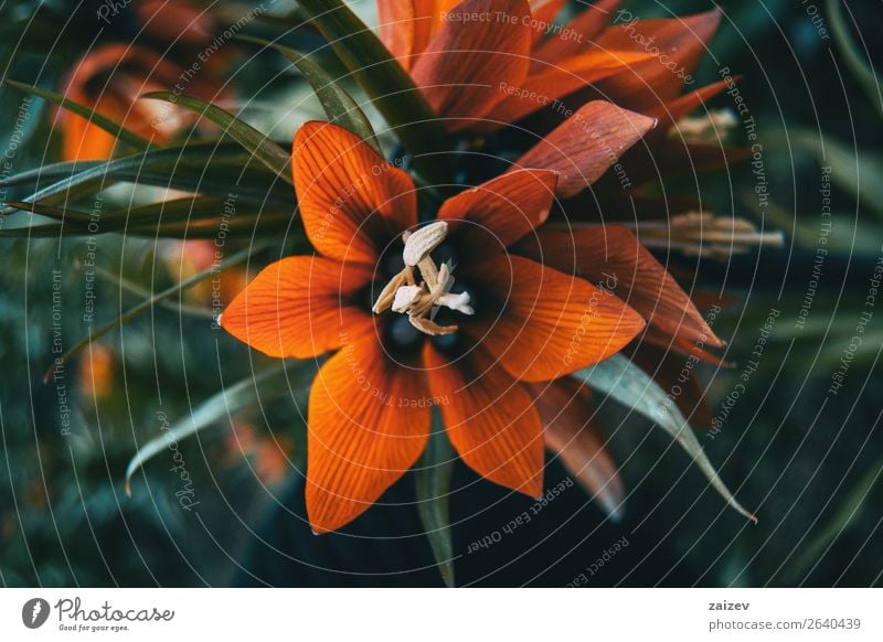 Details of a red flower of fritillaria imperialis in nature Beautiful Summer Garden Nature Plant Flower Leaf Blossom Park Blossoming Natural Red Crown imperial