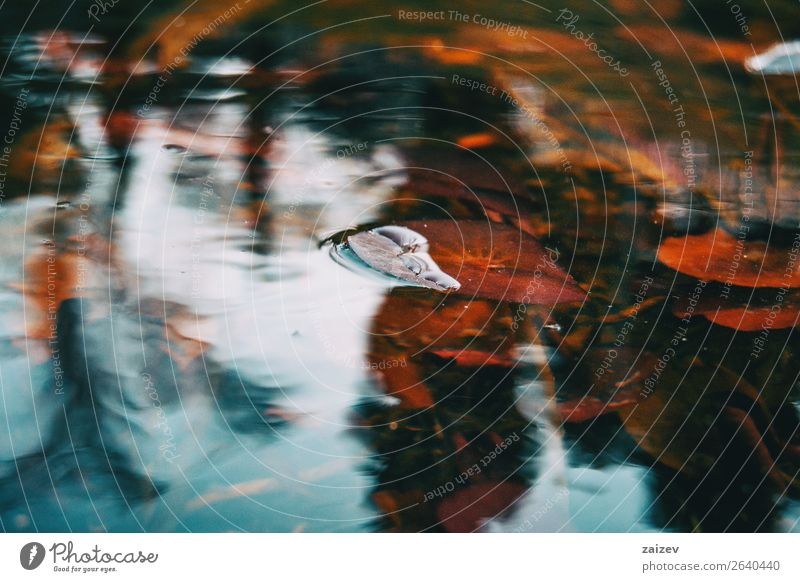 Close-up of a red leaf of an aquatic plant in a lake on top of the water Beautiful Calm Summer Waves Winter Garden Nature Plant Sky Autumn Weather Flower Leaf