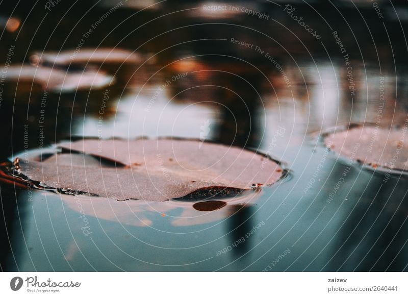 Close-up of a red leaf of an aquatic plant in a lake on top of the water Beautiful Calm Summer Waves Winter Garden Nature Plant Sky Autumn Weather Flower Leaf