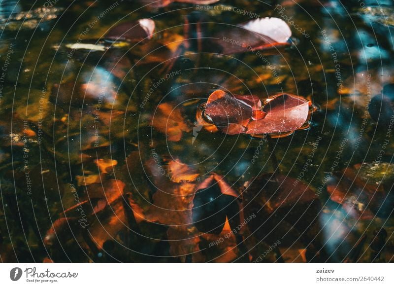 Close-up of a red leaf of an aquatic plant in a lake on top of the water Beautiful Calm Summer Waves Winter Garden Nature Plant Sky Autumn Weather Flower Leaf