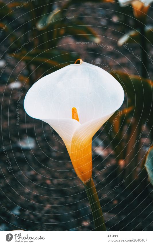 Close-up of a white and elegant zantedeschia flower Elegant Beautiful Fragrance Summer Garden Wallpaper Gardening Environment Nature Plant Flower Blossom Dark